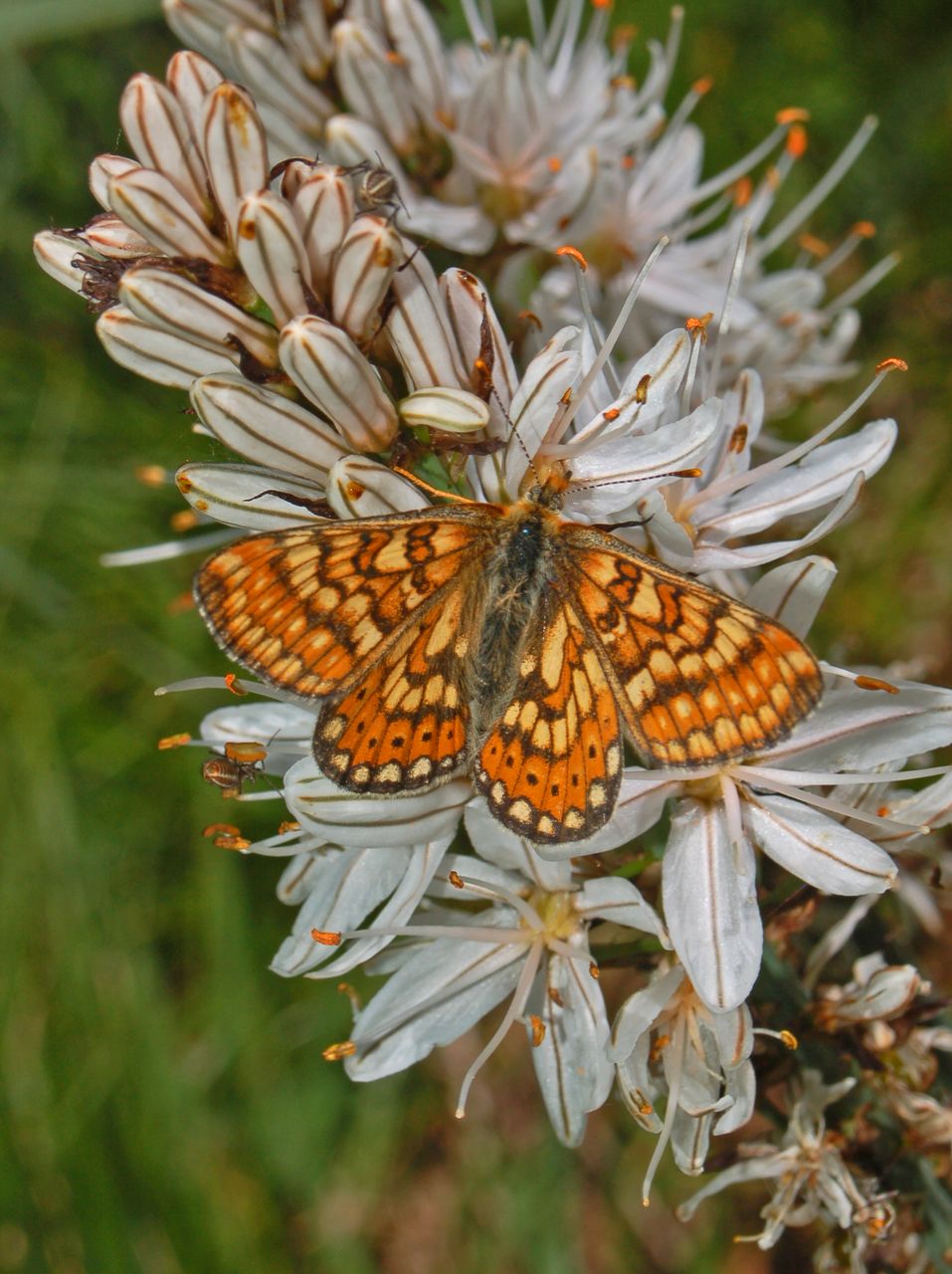 Euphydryas sp. su Asfodeli